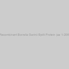 Image of Recombinant Borrelia Garinii BptA Protein (aa 1-206)